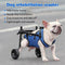 Adjustable dog wheelchair for hind legs with hip support, mobility aid for small pets hind legs